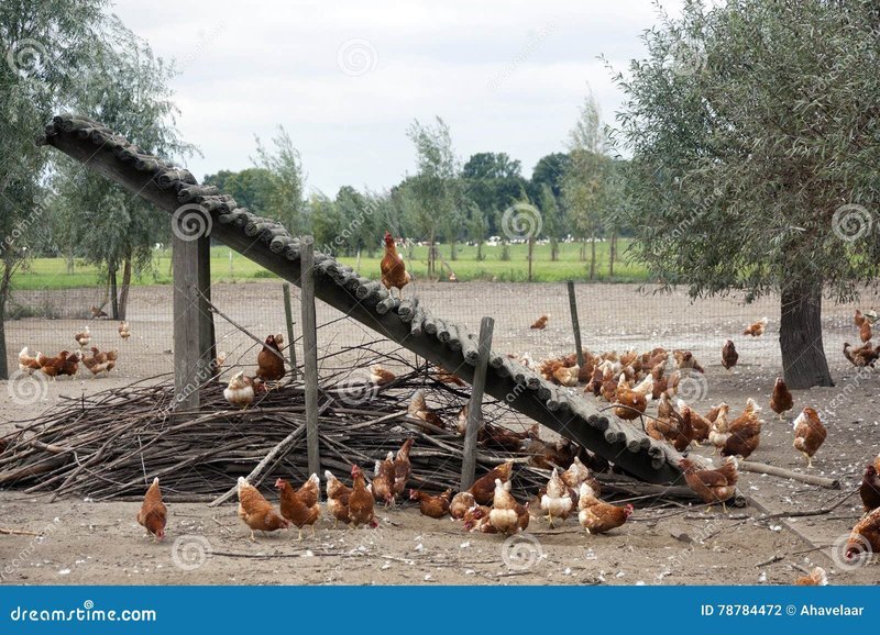 Netherlands - chicken road gokkast