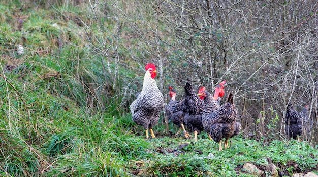 Spain - chicken road game