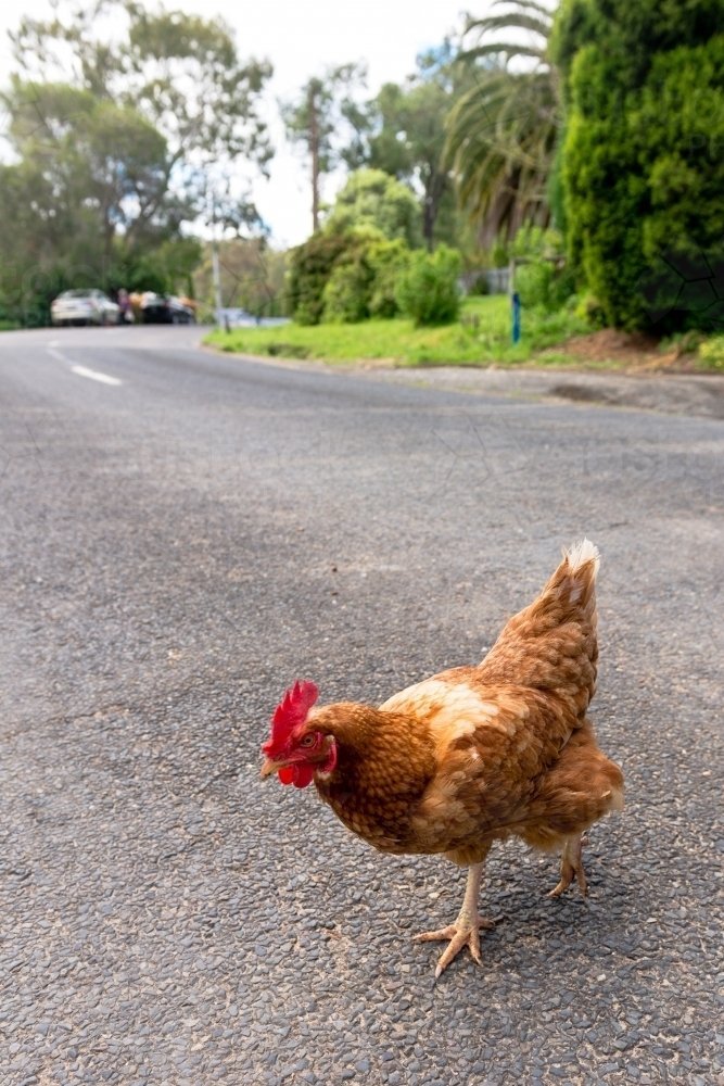 Speel Chicken Road Casino: Een Online Gokspel Vol Avontuur en Winsten - overview