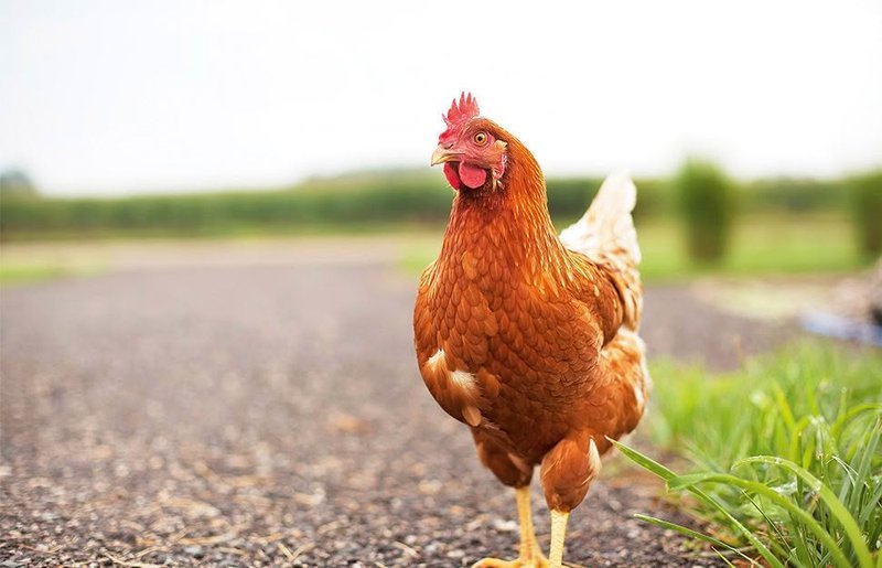 Chicken road oficial, chicken road online